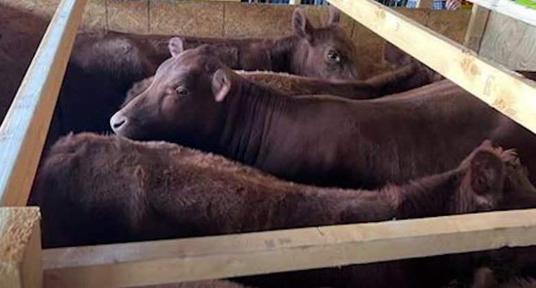 History Making Biblical Red Heifer Displayed In Ancient Holy Site