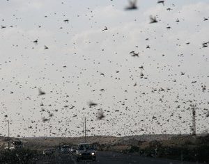 locusts