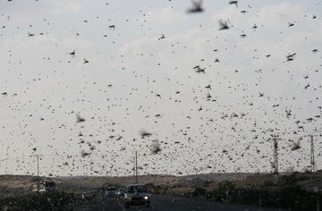locusts