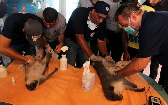 Israel helps rescue animals from Gaza zoo