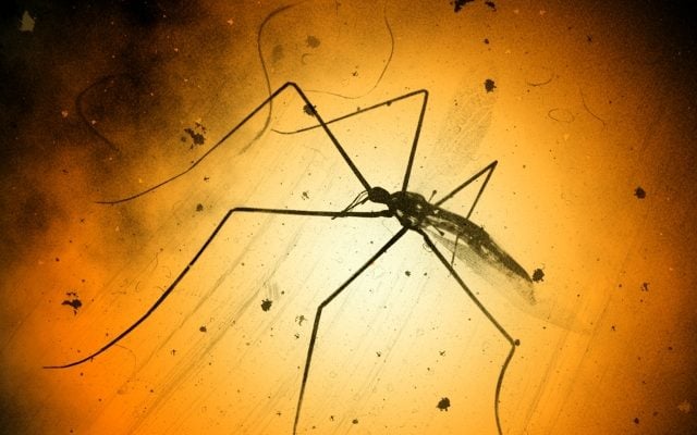 First case of Zika Virus discovered in Israel