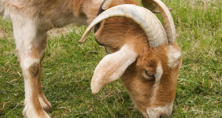 Yom Kippur and the Lesson of the Two Goats