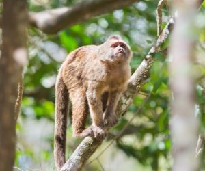 wedge-capped capuchin monkey