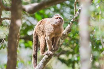 wedge-capped capuchin monkey