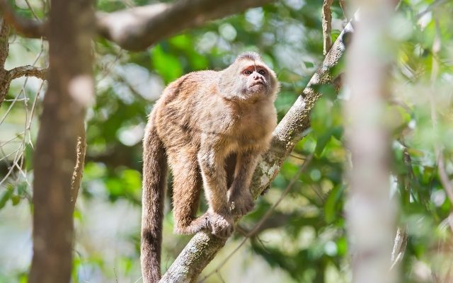 Going bananas? Israeli zoo scrambles to find missing monkey