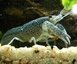 Cambaridae Procambarus alleni - Florida Flusskrebs (Wikipedia)