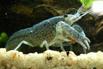 Cambaridae Procambarus alleni - Florida Flusskrebs (Wikipedia)