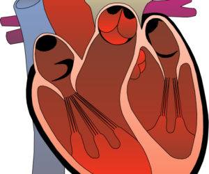 Medical illustration of a human heart