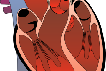 Medical illustration of a human heart