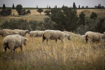Sheep Israel