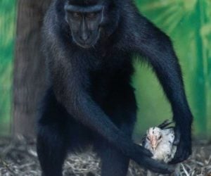 Monkey holds chicken in Israeli zoo