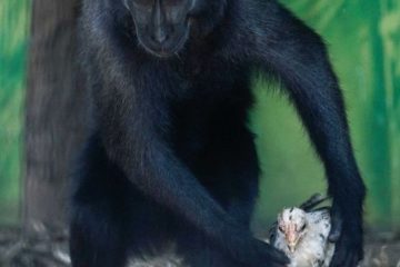 Monkey holds chicken in Israeli zoo