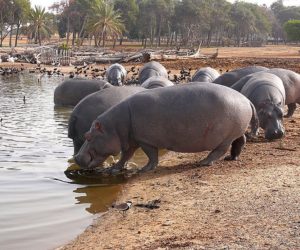 Hippopotamus, Zoological Center Tel Aviv - Ramat Gan