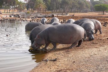Hippopotamus, Zoological Center Tel Aviv - Ramat Gan