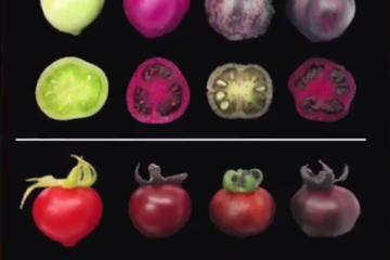 Israel's super vegetables
