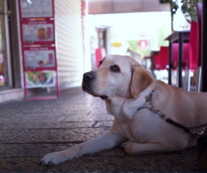 Guide dog in Nazareth