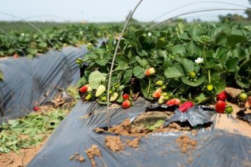 Israeli produce. (illustrative) (Shutterstock)