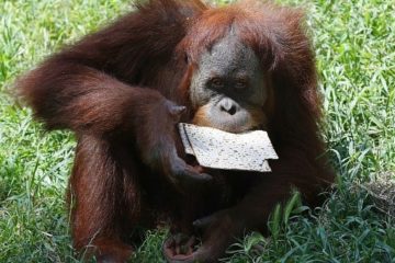 Passover Orangutan