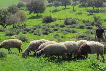 Guarding land from Palestinian agricultural terror