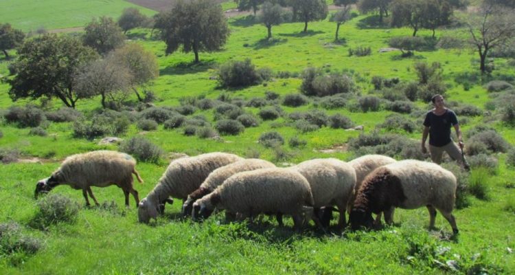 Palestinian agricultural terror amounts to billions in damages