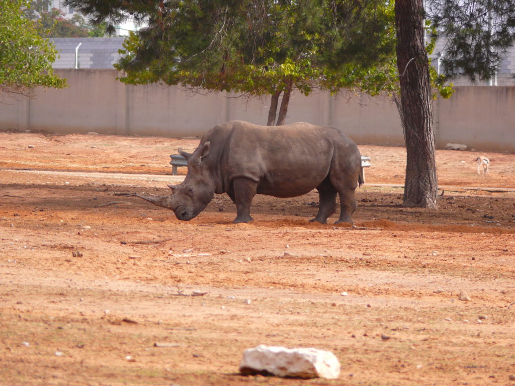 White Rhinoceros