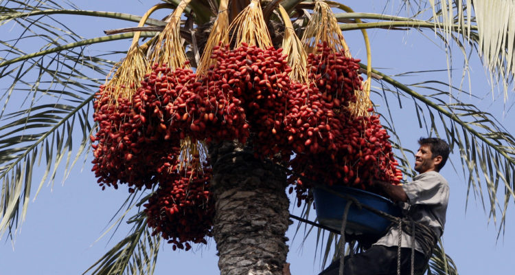 Temple era palms produce miraculous crop of dates