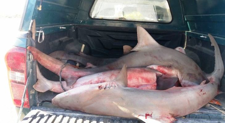 Arab butchers fined for illegally dealing in shark meat