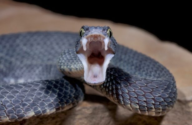 Palestinians: Israel stole our snake