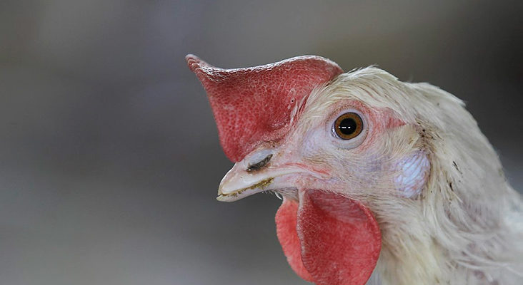 Israelis worried that avian flu outbreak could spread to humans