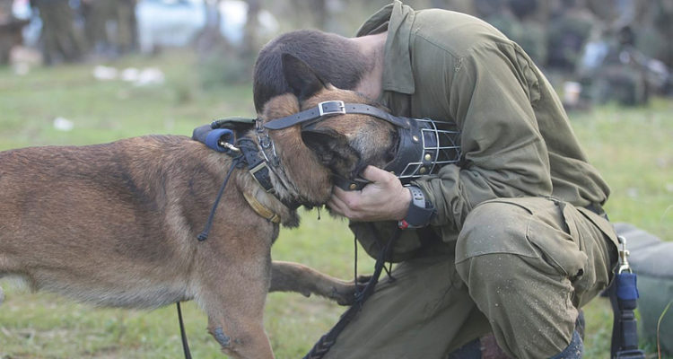 Israeli war dog, Rambo, survives second serious injury in counter-terror operation