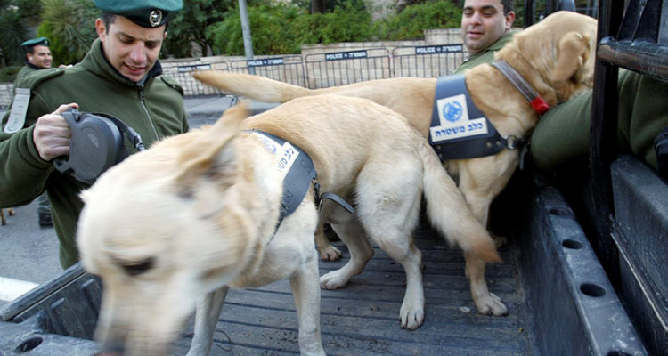 The Israelis rescuing man’s best friend from war-torn south