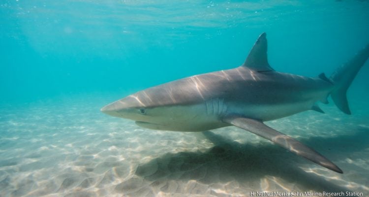 New shark migration to Israel opens rare research window