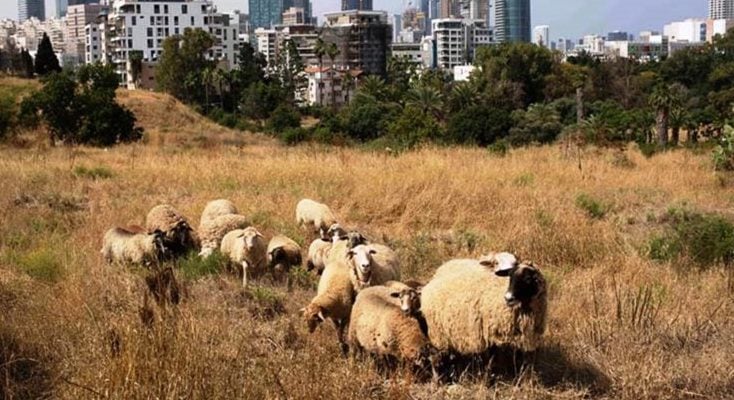 Tel Aviv’s all-natural mowing machine: 16 sheep plus 2 border collies