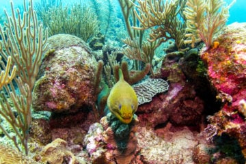Green Moray Eel in Belize Barrier Reef