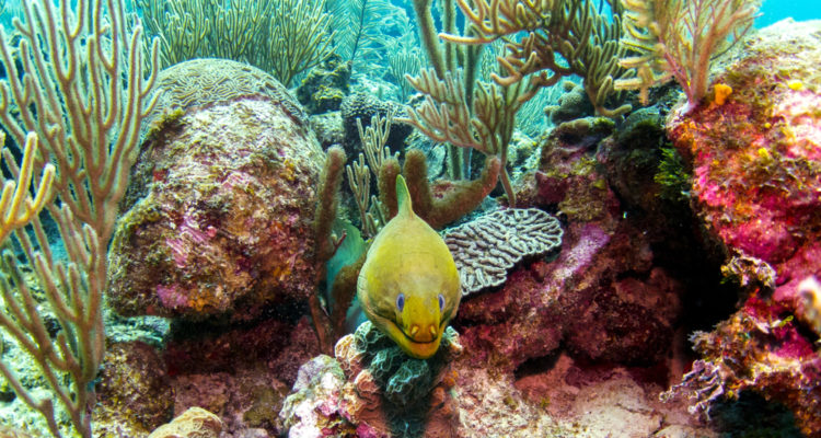 Israeli-led group buys endangered coral reef in Belize