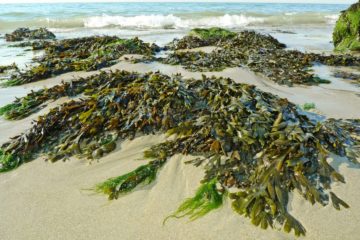 Seaweed plastic