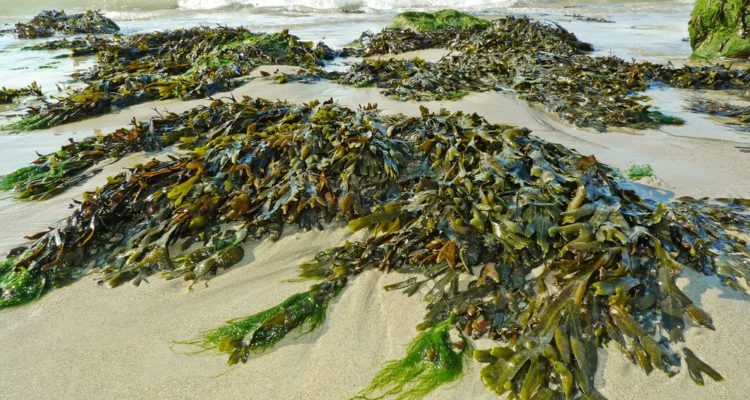 Israeli scientists make plastic from microorganisms that feed on seaweed