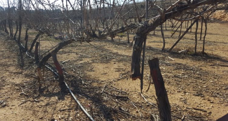 Arabs destroy Jewish vineyard in Judea, part of ongoing pattern