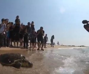Israel heals sea turtle