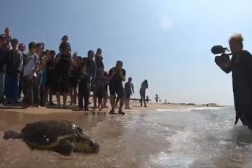 Israel heals sea turtle
