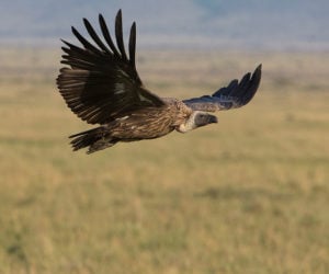 Vulture bird
