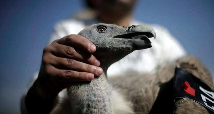 Israel’s poisoned vultures case leads to arrest of first suspect