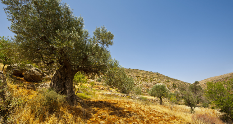 Israel allows Lebanese farmers to cross into Israel amid crisis