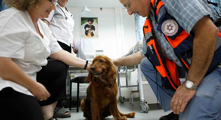 Veterinarians seek medical cannabis for dogs affected by Gaza rockets