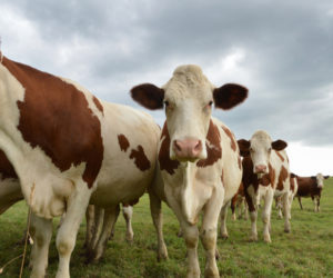 Herd of dairy cattle