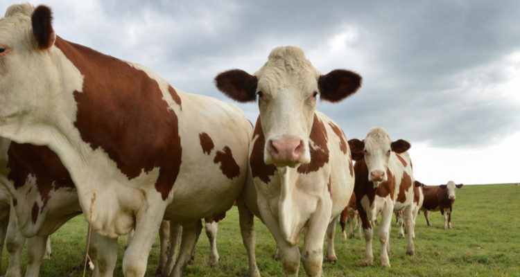 Israeli gene manipulation puts cow flatulence behind us