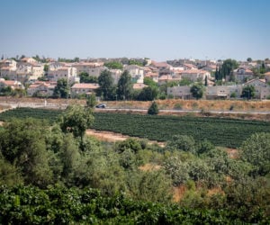 View of vineyards outside the Jewish community of Alon Shvut, in Gush Etzion, July 29, 2019.