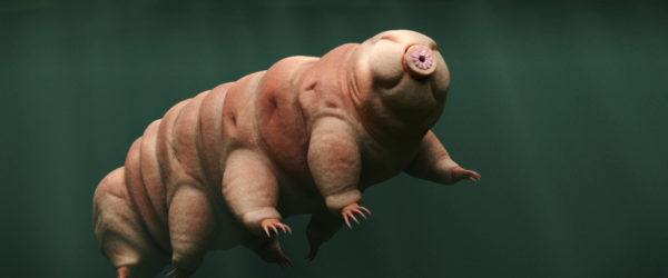 Tardigrade