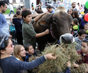 Orthodox Jews pet a cow