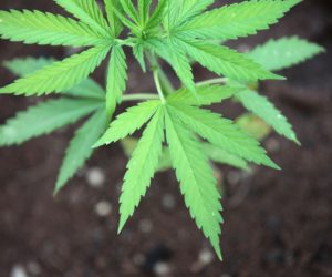 cannabis sativa